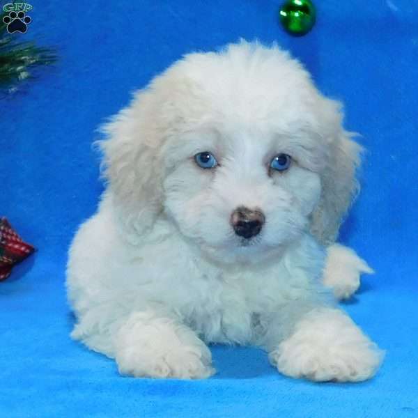 Princess F1B, Mini Goldendoodle Puppy